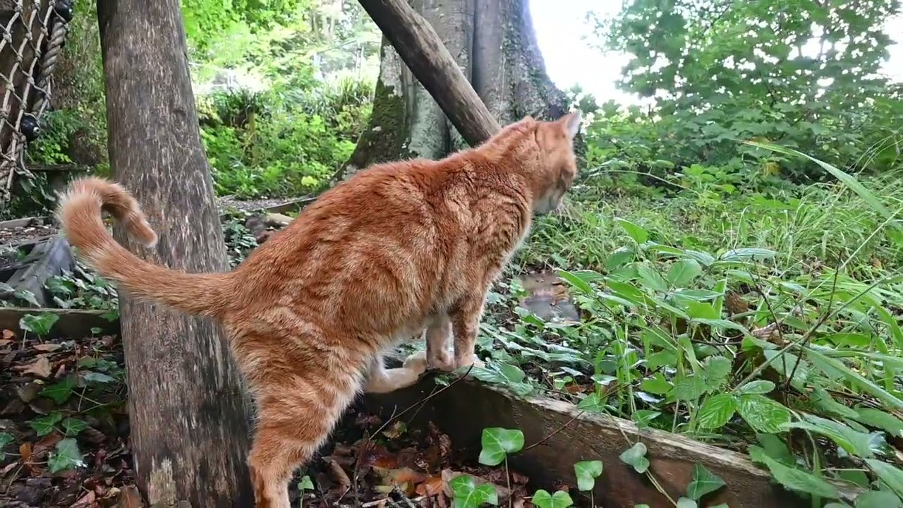 Ginger cat Danny had a scare on the way to the climbing frame, Autumn has arrived early here!