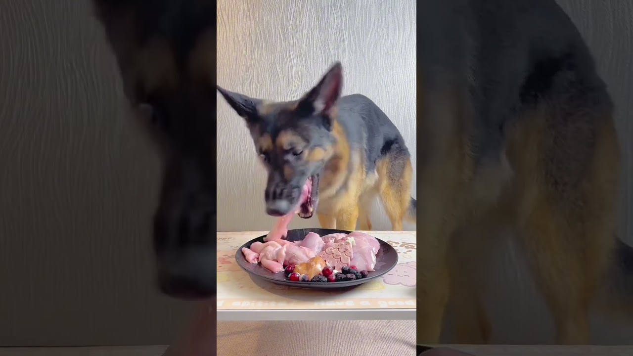 Dog eating Food | Dog eating asmr | Dog eating Raw Meat 