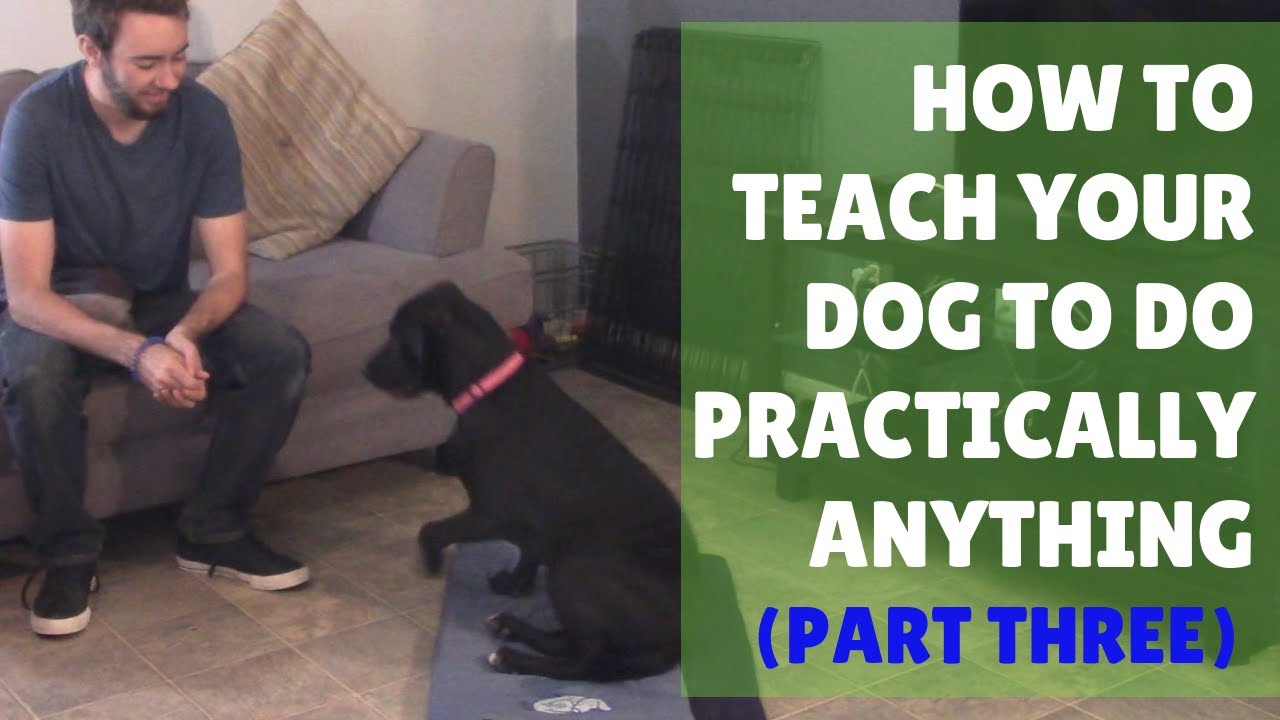 Dog Training 101 Ep. 3: Shaping