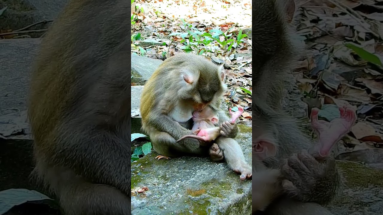 Best video of lovely Levy gets teaching to walk step by step. #monkey #cute