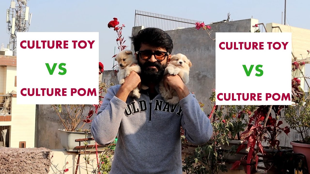 Culture TOY AND CULTURE POM DIFFERENCE 9212603777