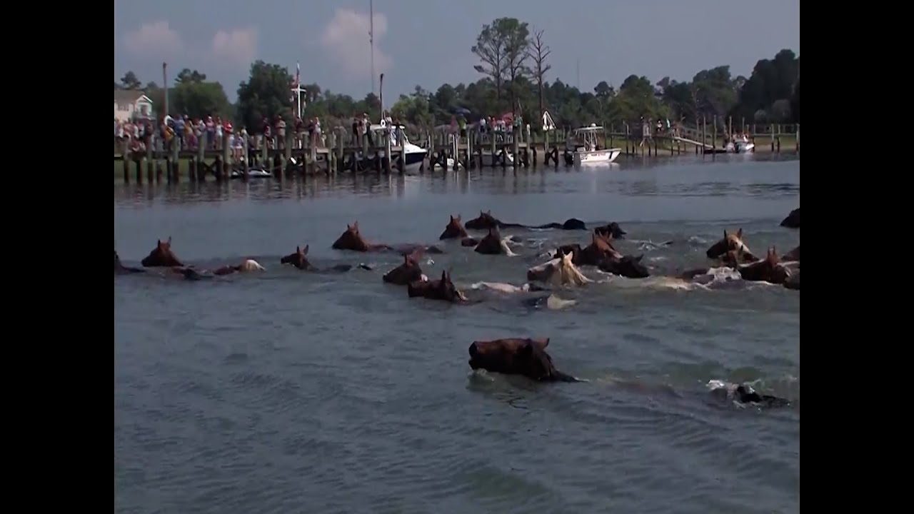 Chincoteague Pony Swim Takes On Year 99