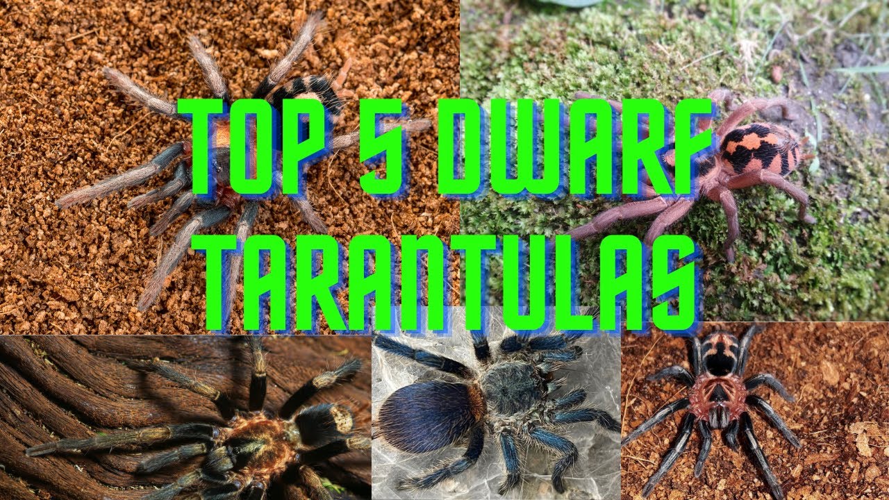Top 5 Dwarf Tarantulas I want in my collection!