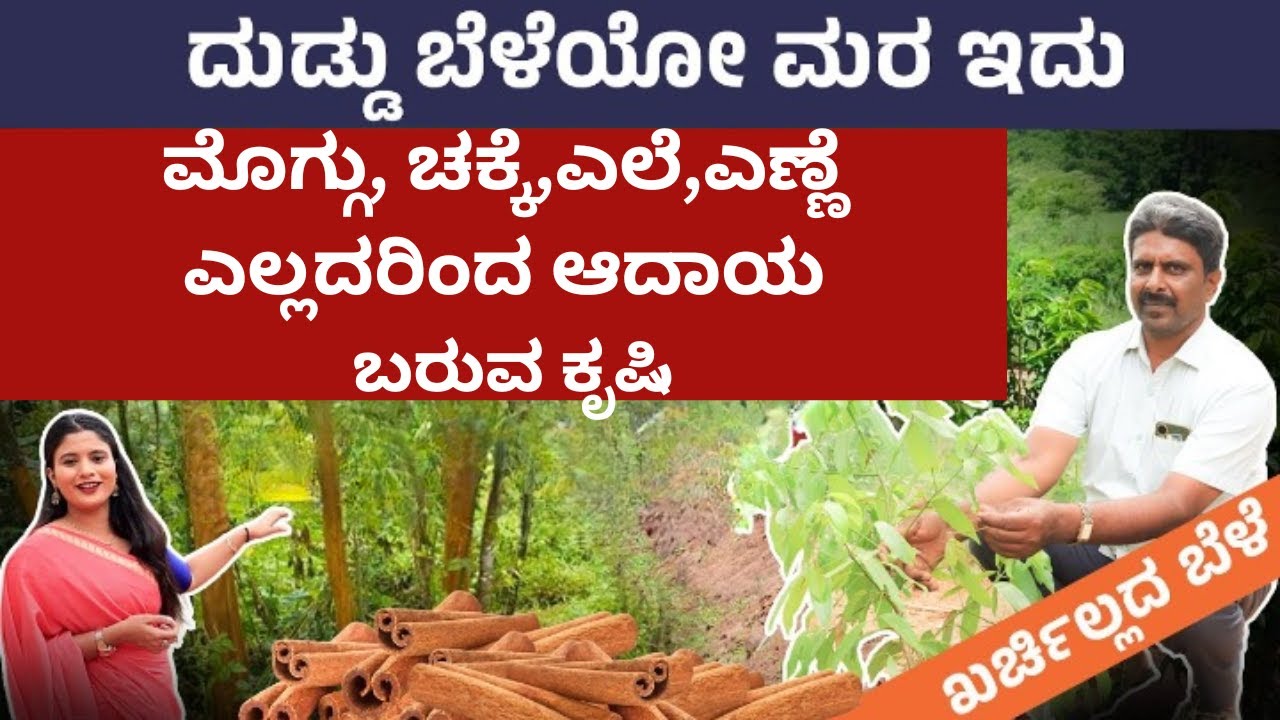 ಕಡಿಮೆ ಖರ್ಚಿನಲ್ಲಿ ದಾಲ್ಚಿನ್ನಿ ಕೃಷಿ ಮಾಡಿ ಆದಾಯ ಗಳಿಸಿ | ಚಕ್ಕೆ ಕೃಷಿ |Cinnamon Farming In Kannada