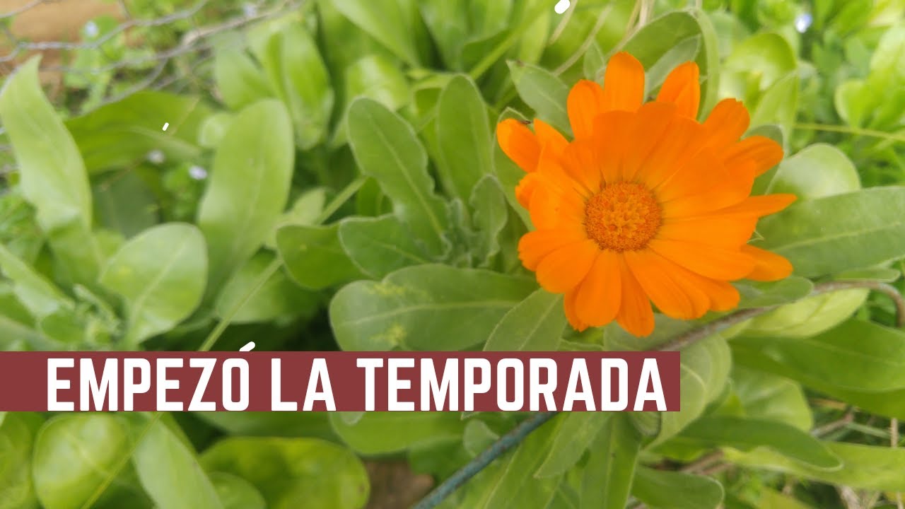 Empezo la Temporada Primavera/Verano en La Huerta - Como Sembrar Tomate, Morron, Pimiento y Albahaca