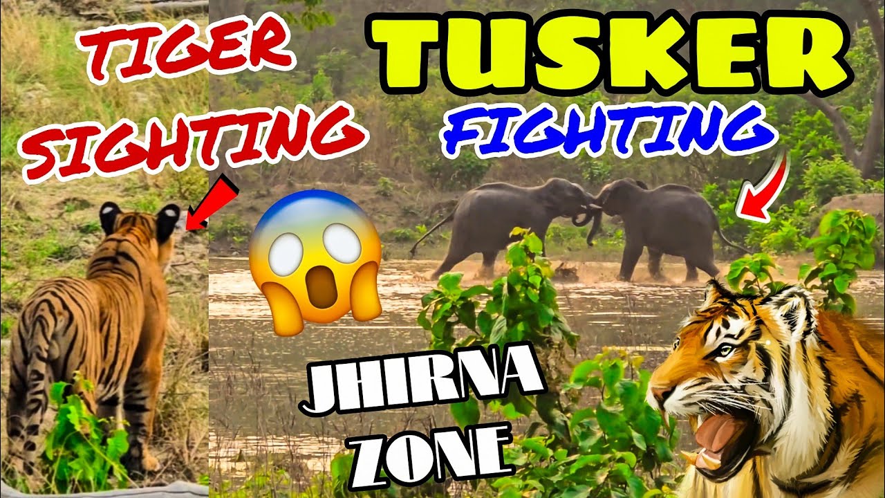 TIGER SIGHTING & TUSKER FIGHTING 😱 GUEST FULL ENJOYED TODAY'S JOURNEY IN CORBETT🤩 #yuvrajjimcorbett