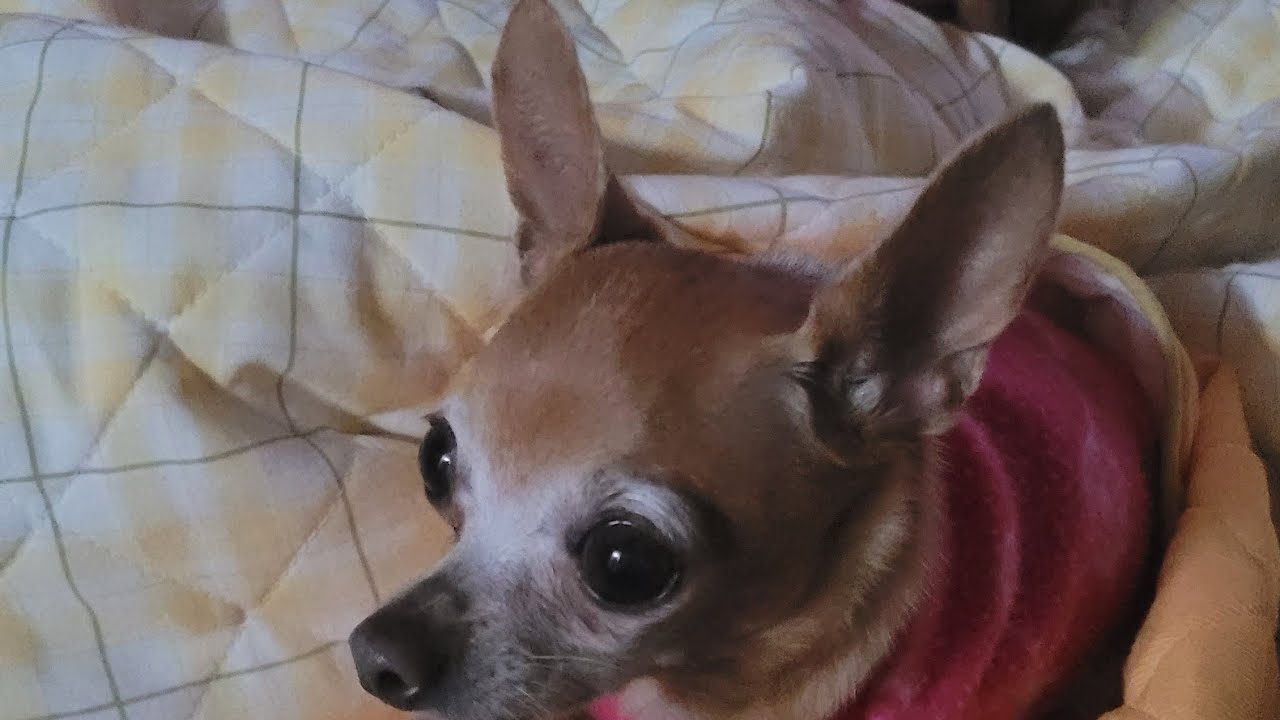 PITUCA É ESTRESSADA ATÉ PRA COMER
