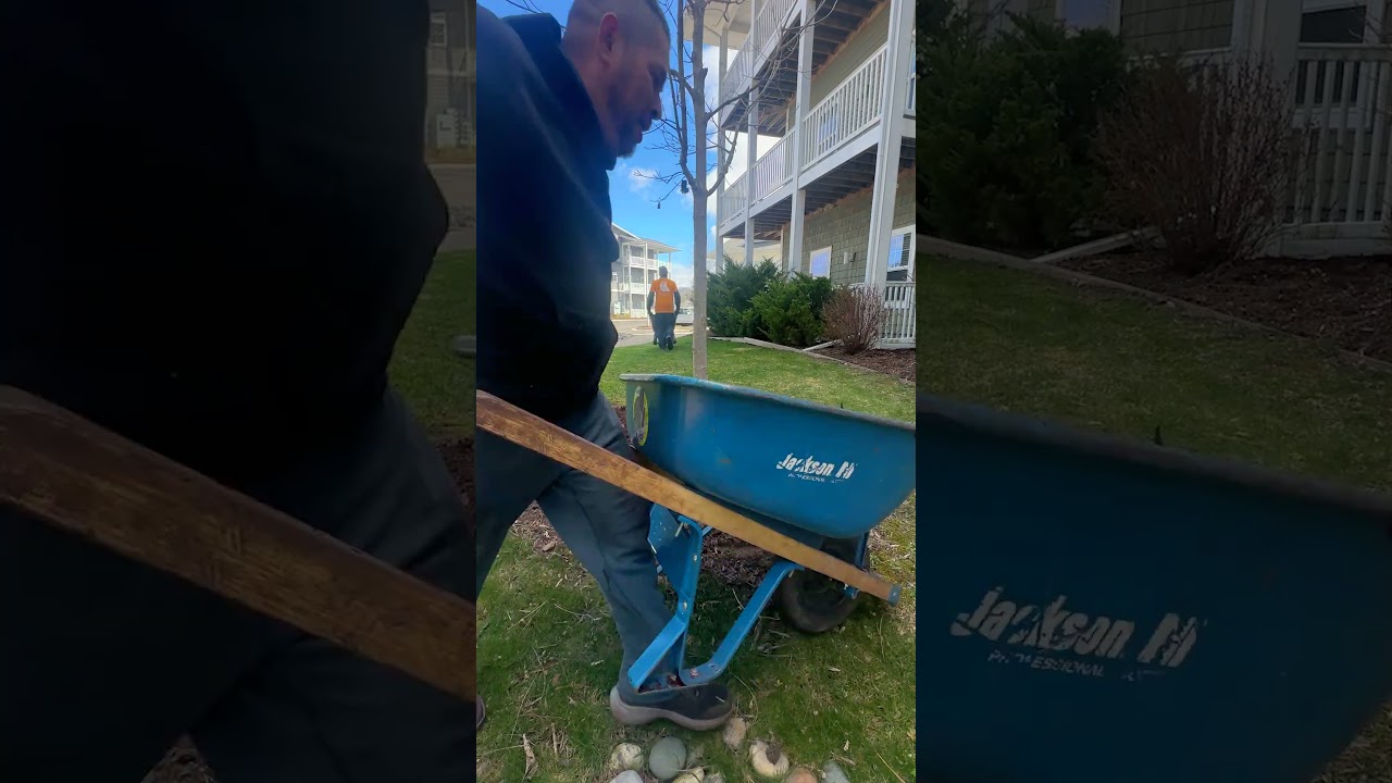 Mulching a Tree