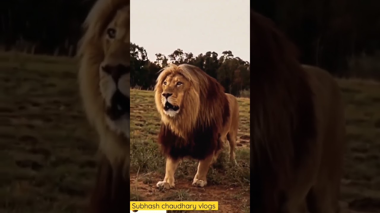 Roar vs growling  