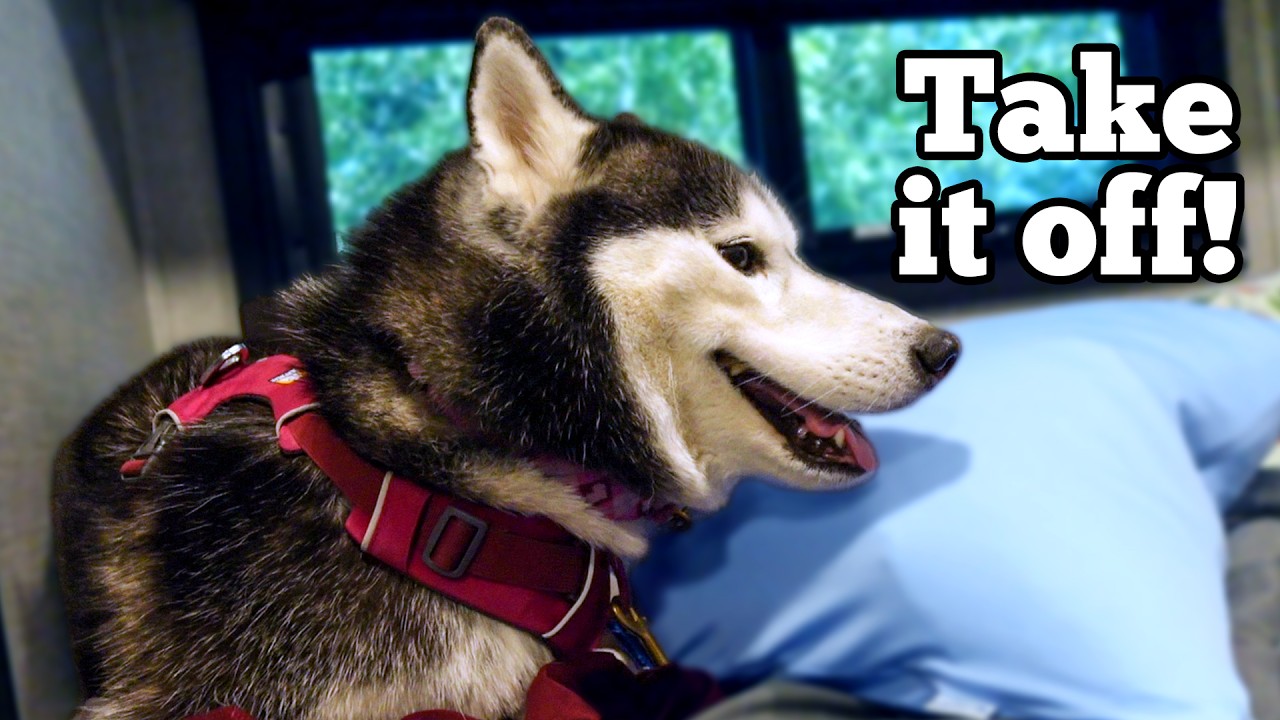 My Dog's EPIC Meltdown When I Put On Her Harness