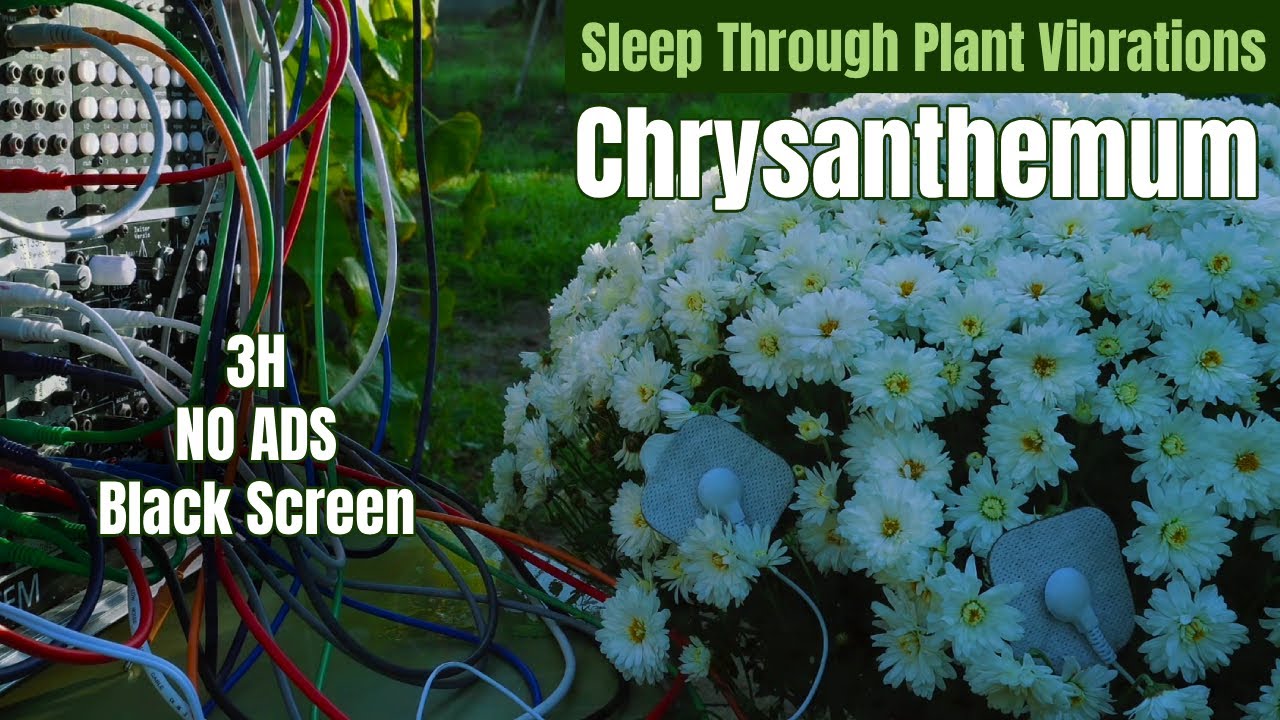 3 Hours Of Chrysanthemum Frequencies &ndash; 432Hz Plant Music For Deep Healing
