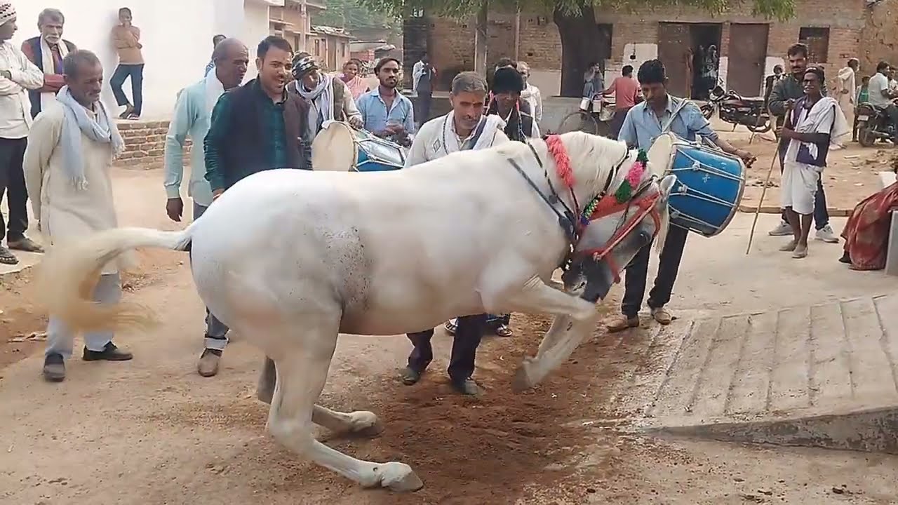 बुंदेली शादी घोड़ा डांस वीडियो धांसू वीडियो वायरल घोड़ा डांस की देखकर पब्लिक को आया मजा #धांसूघोड़ा 