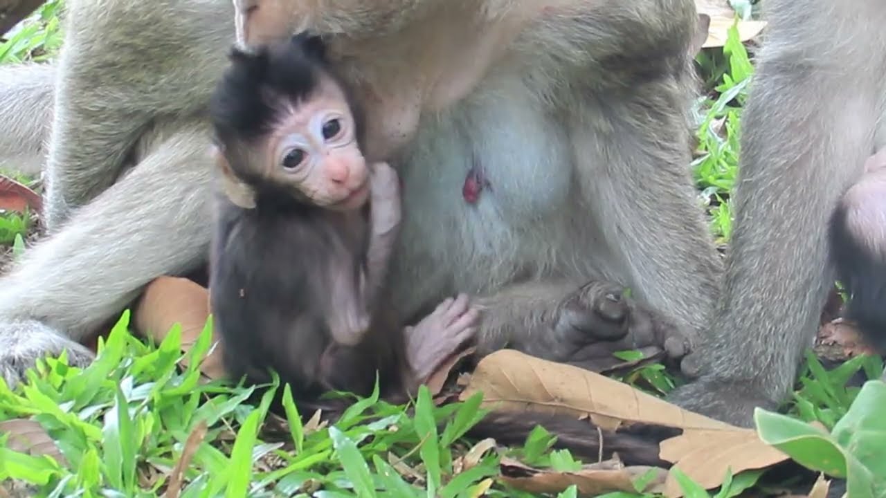 Adorable Newborn so lovely animals