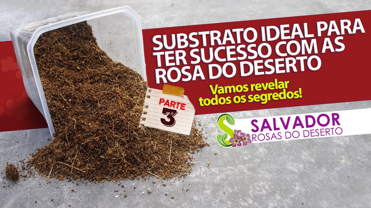 PERIGO SUBSTRATO PARA ROSAS DO DESERTO QUE ACUMULA ÁGUA REVELAMOS TODOS OS SEGREDOS E VERDADES
