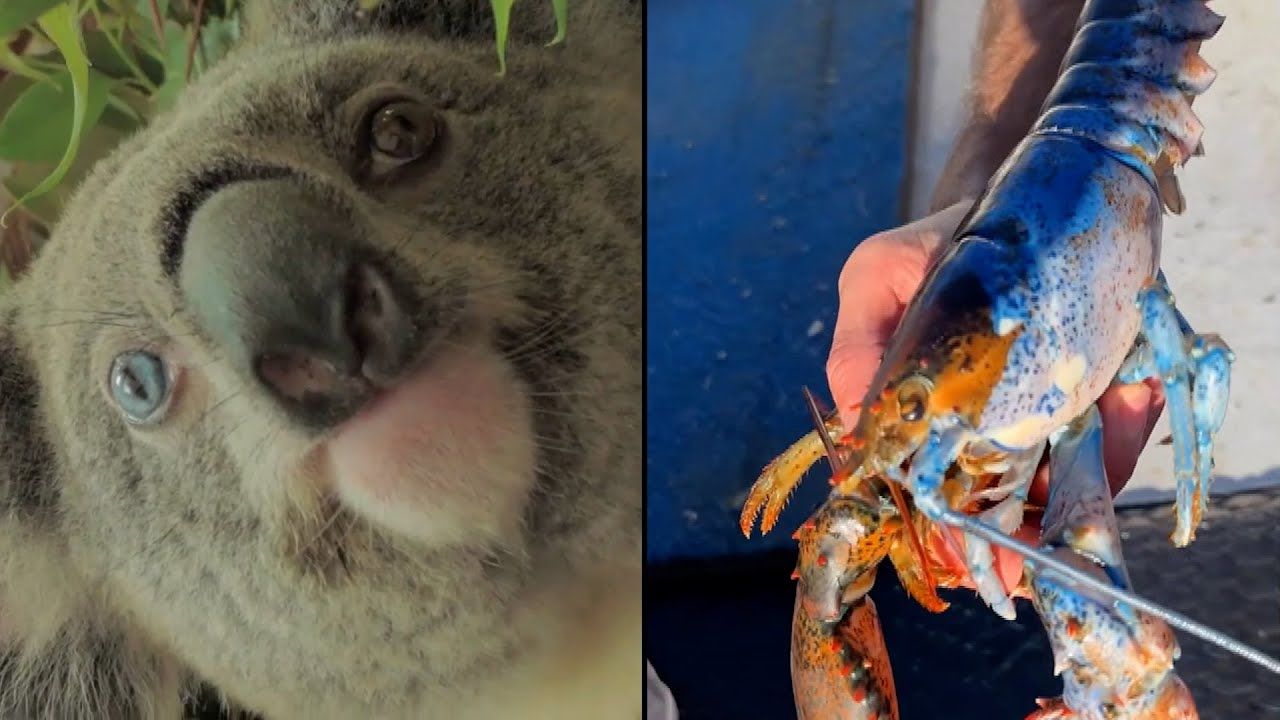 Creatures Named After David Bowie