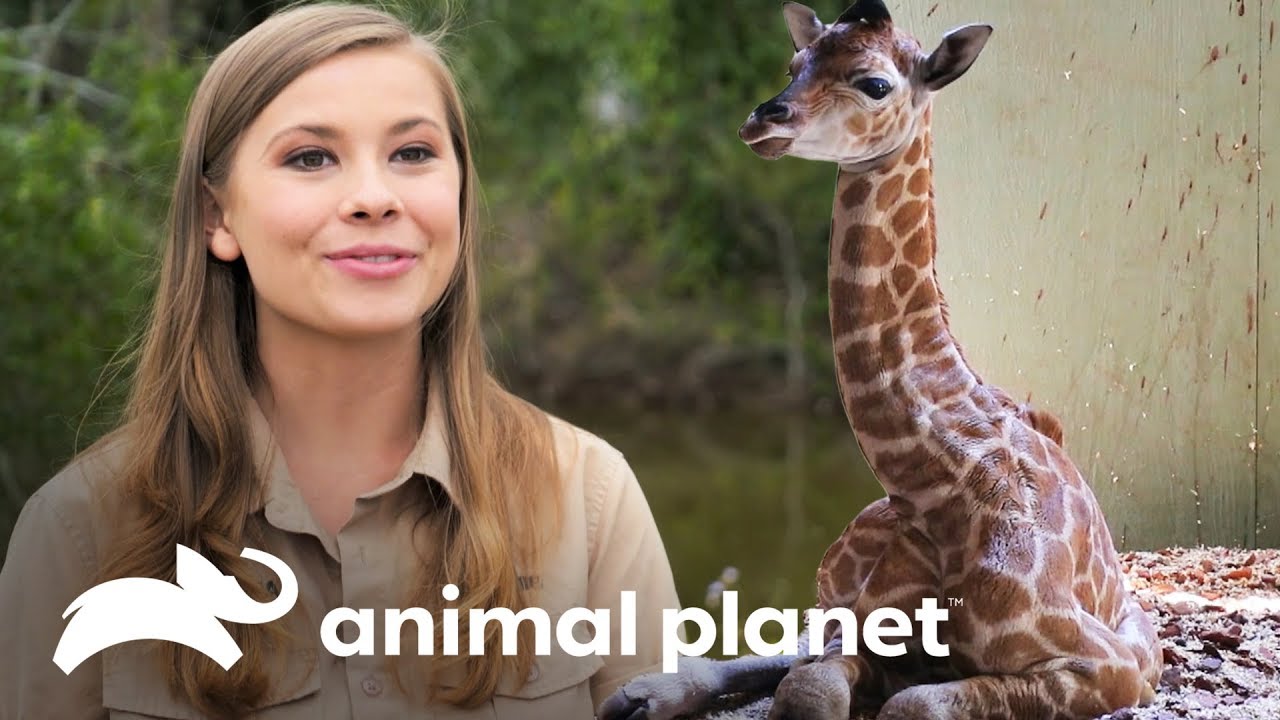 Os primeiros dias da girafinha Sophie | A Família Irwin | Animal Planet Brasil