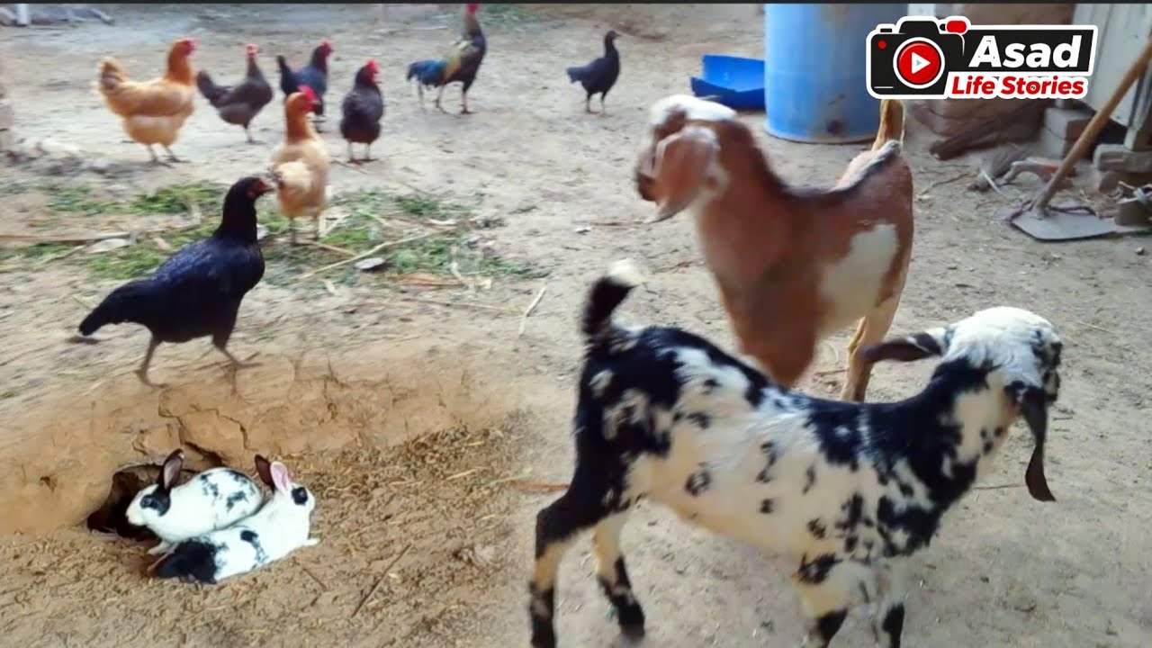 Village Haveli Vlog | Goats, Chickens & Rabbits 🐐🐔🐇