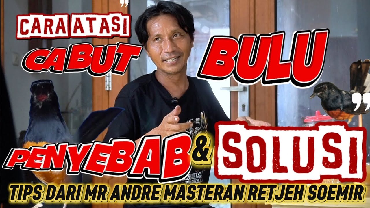 CARA ATASI MURAI CABUT BULU | PENYEBAB DAN SOLUSI MURAI CABUT BULU 