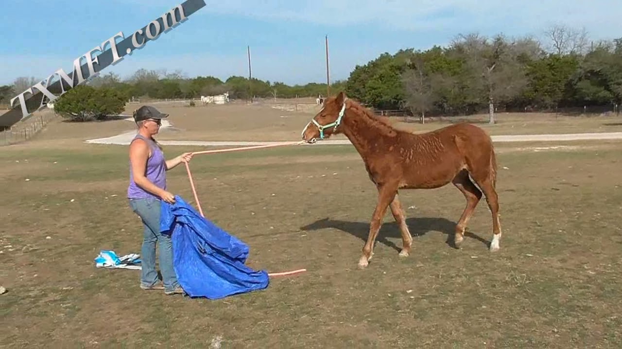 Daquiri - lovely registiered MFTHBA foxtrotter for sale in Texas