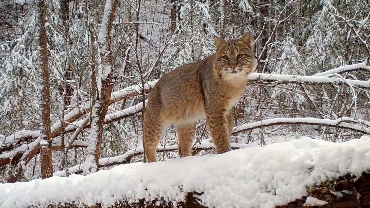 Mitten Trail Cams Ep. 3: A Trail Through the Forest.