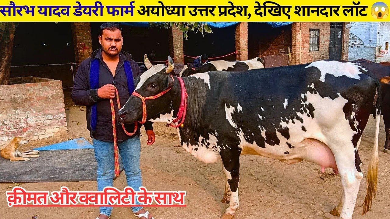 सौरभ यादव डेयरी फार्म अयोध्या उत्तर प्रदेश, देखिए शानदार लॉट 😱 ll #hfcows #crossbreedcow 