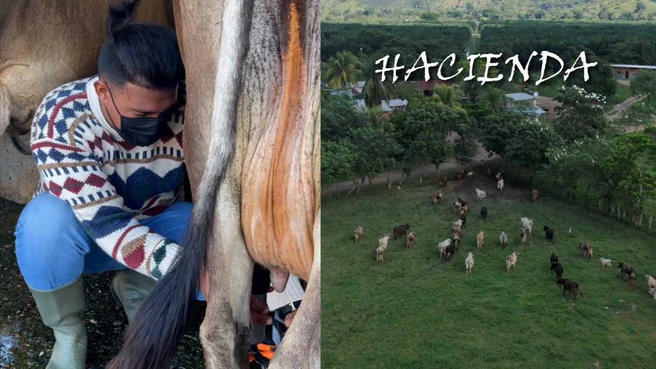As&iacute; es trabajar en una finca ganadera.