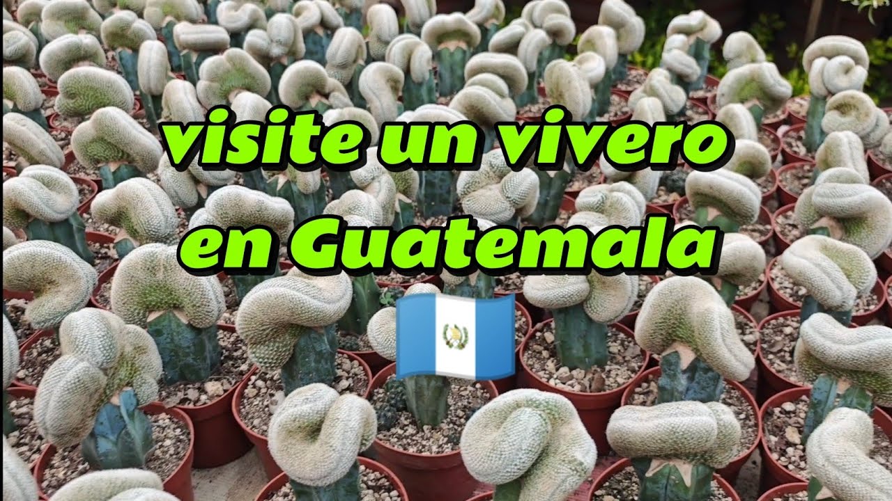 Visite un vivero  en Guatemala 🇬🇹