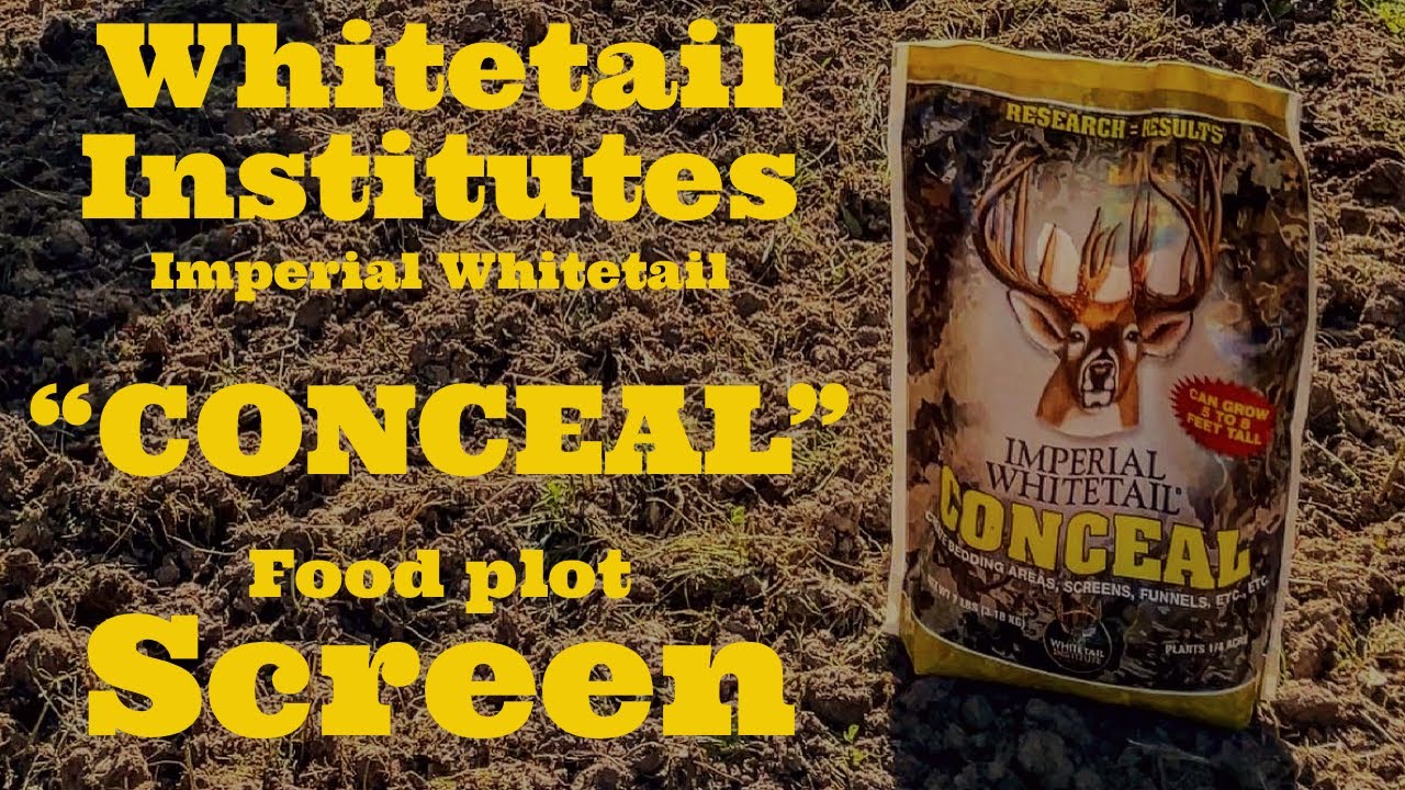 Planting food plot screen “Conceal” around a @whitetailinstitute frost seeded clover field