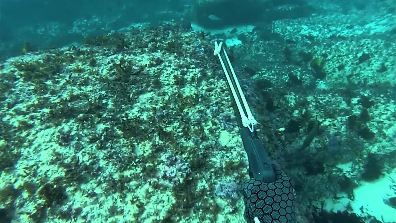 Salty Sea Dogs Spearfishing - Sydney