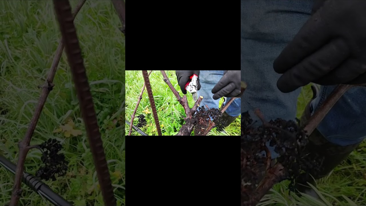 Podando zinfandel poda de arbolitos 