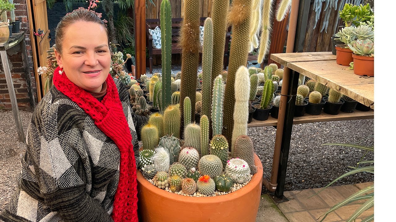 Beleza Desértica: Meu Lindo Arranjo de Cactos