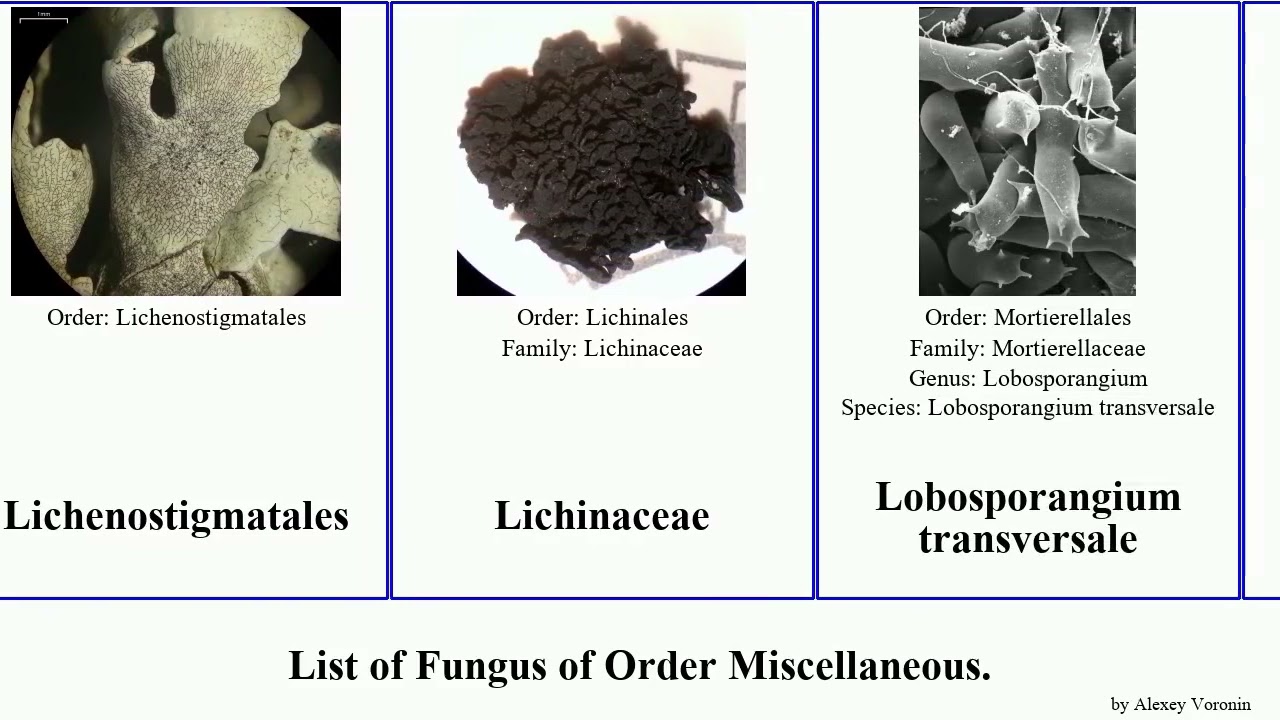 Fungus of Order Miscellaneous lichen microbotryum entyloma orbilia ophiostoma thread var minor cap
