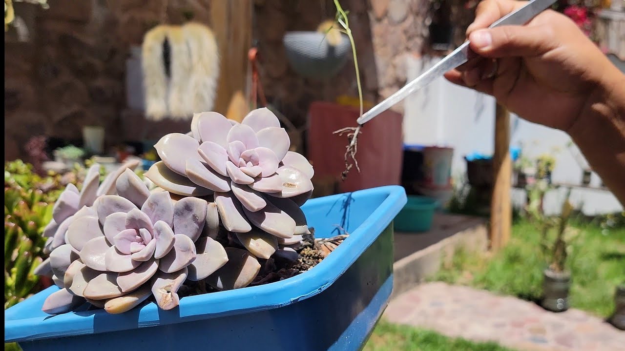 Se hace presente la MALA HIERBA en las SUCULENTAS | Porqu&eacute; es importante retirarlas? Te explico😉👍🪴🍃