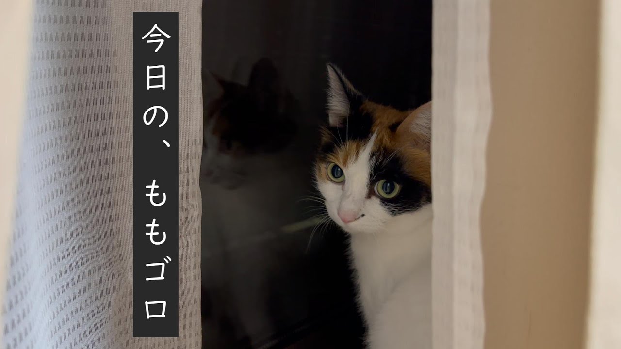 夜のハイテンション猫【三毛猫】【黒猫】