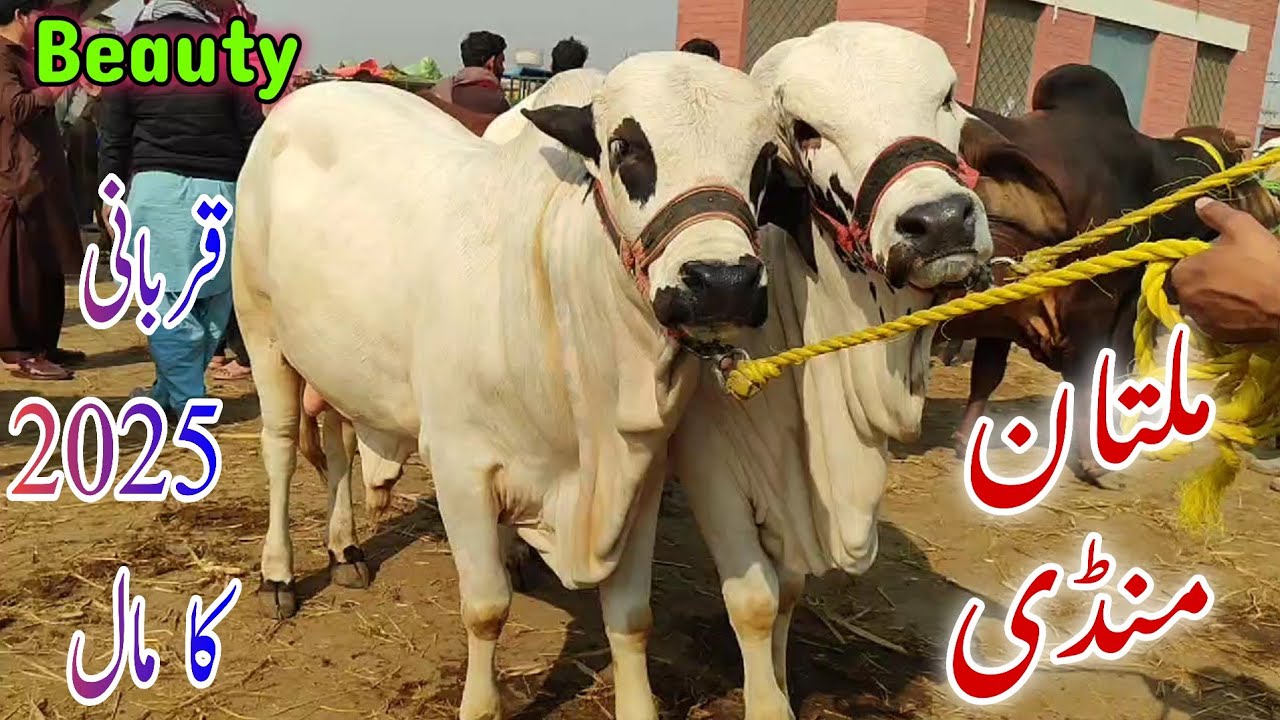 Cholistani Bachroo ki kubduraat jorii latest update || Qurbani 2025 ka Mall
