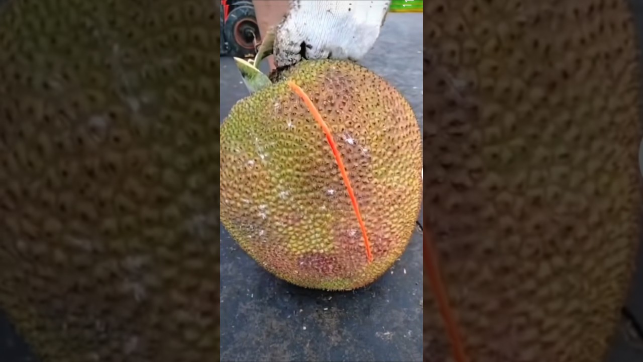 Jackfruit cutting shorts. #fruitcutting #vairalshorts #fruit  #shorts