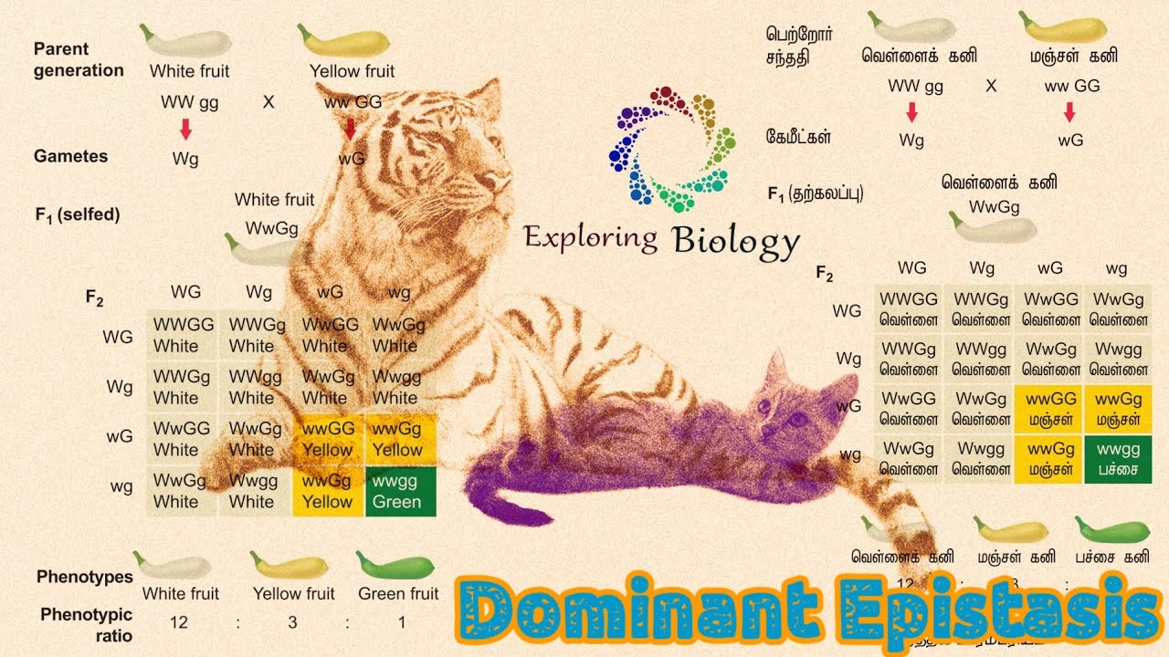 Dominant Epistasis in tamil