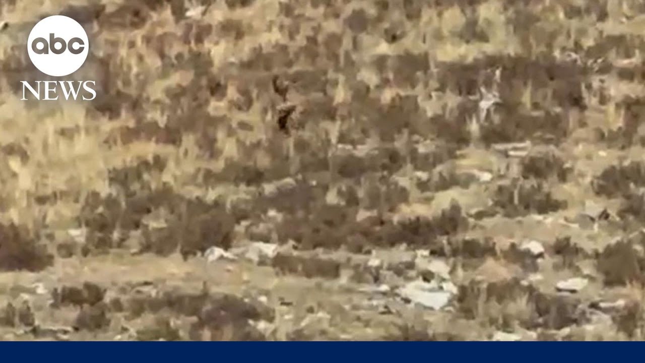 &lsquo;Bigfoot&rsquo; sighting in Colorado? | WNN