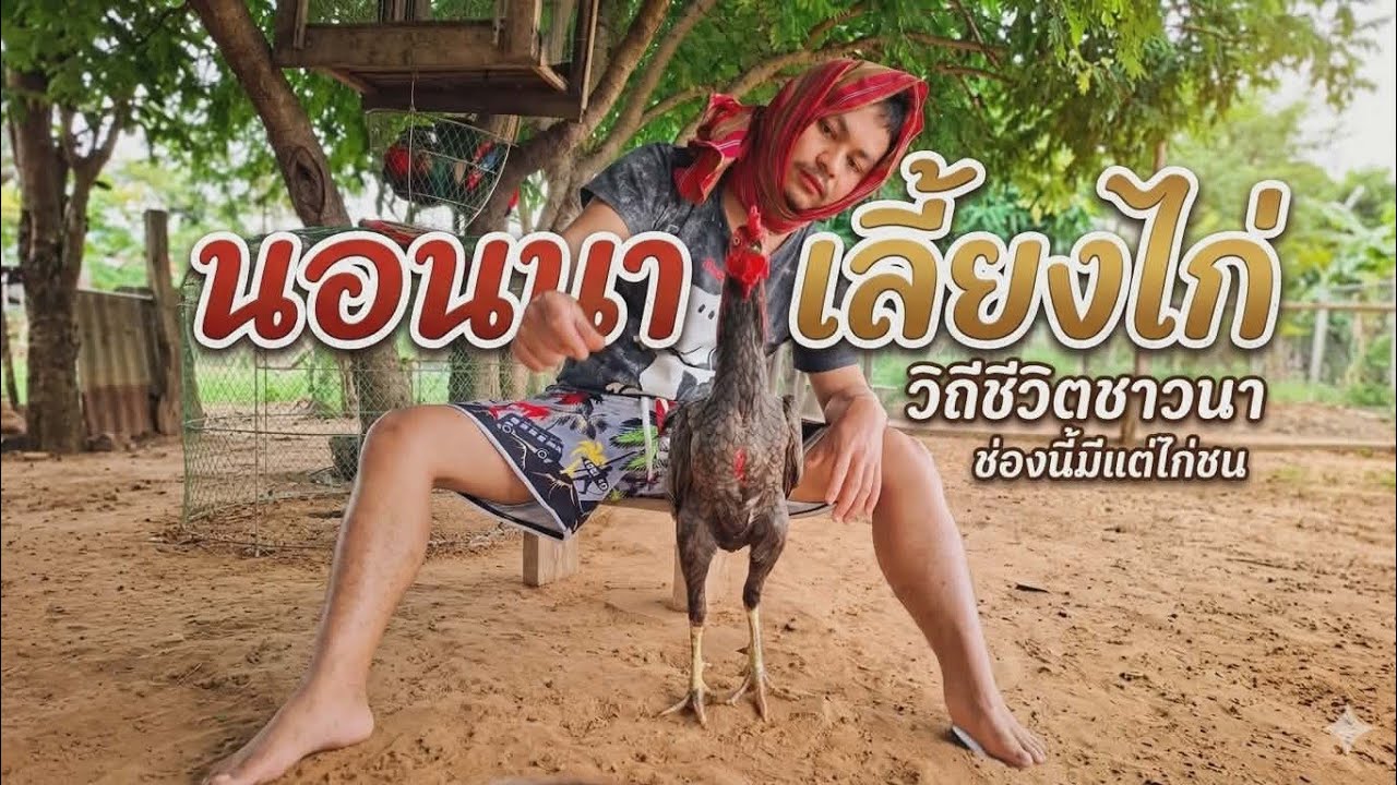 🇹🇭อยู่แบบบ่าวไทบ้านนอนนาเลี้ยงไก่ลมหนาวๆ🙏