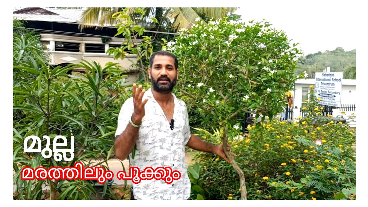 എഴു വർഷം പ്രായമായ മരമുല്ല.. വില 5000 