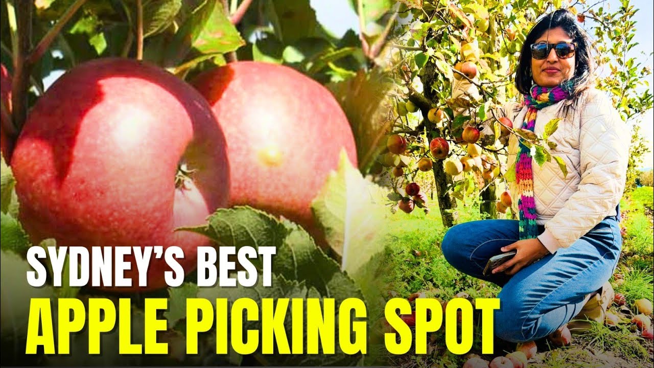 ඕස්ට්‍රේලියාවේ ඇපල්  වත්ත/ Apple picking  #fruitpicking #australia #travel #apple #farming #nature 