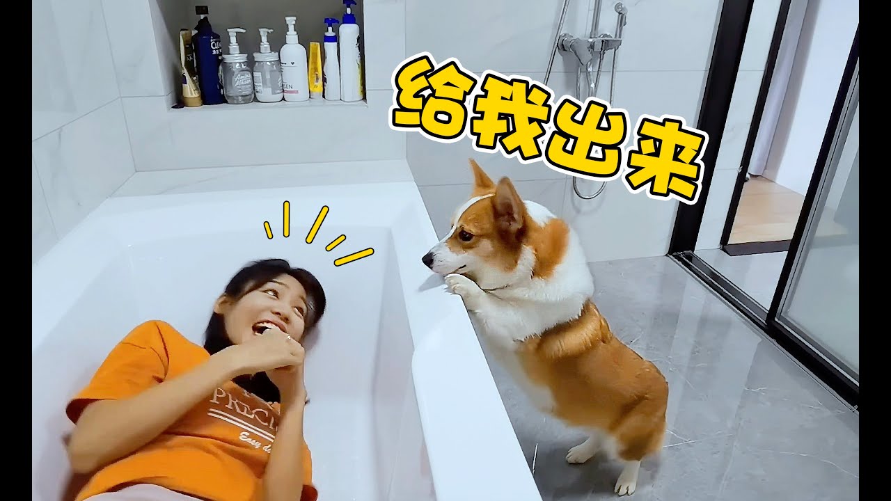 跟柯基捉迷藏躲进浴缸，狗：我是矮，但不蠢！〡 小短腿Duby