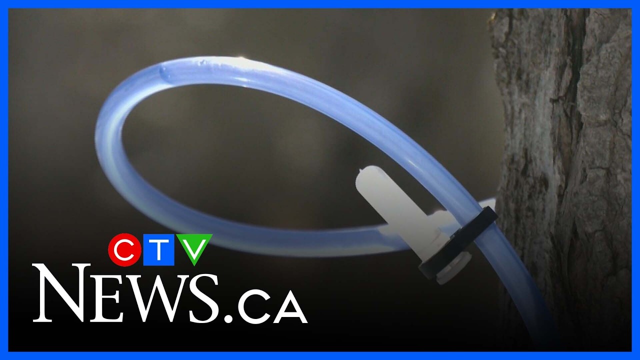 Maple syrup season underway across Simcoe County