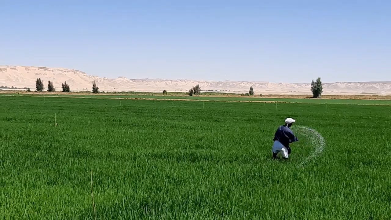 بئر تدفق ذاتى وزراعة الارز والبرسيم الحجازى فى الفرافرة الوادى الجديد