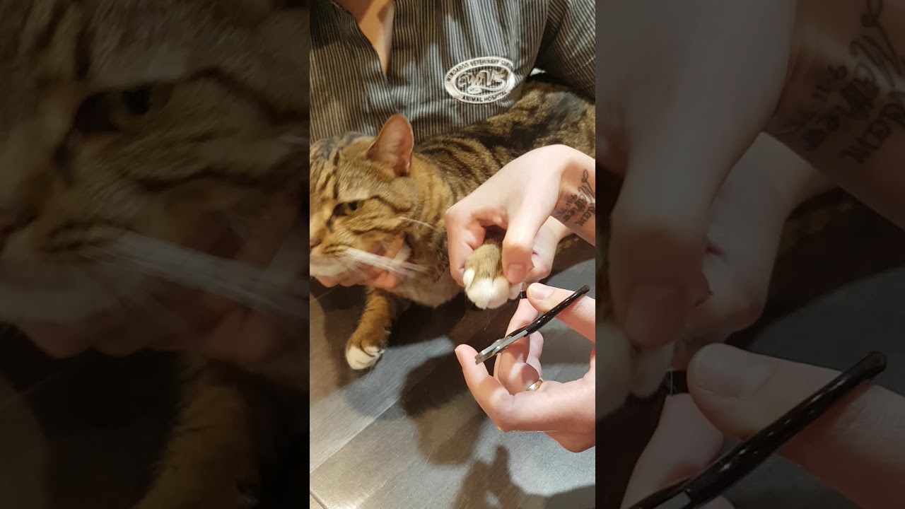 Trimming cats claws