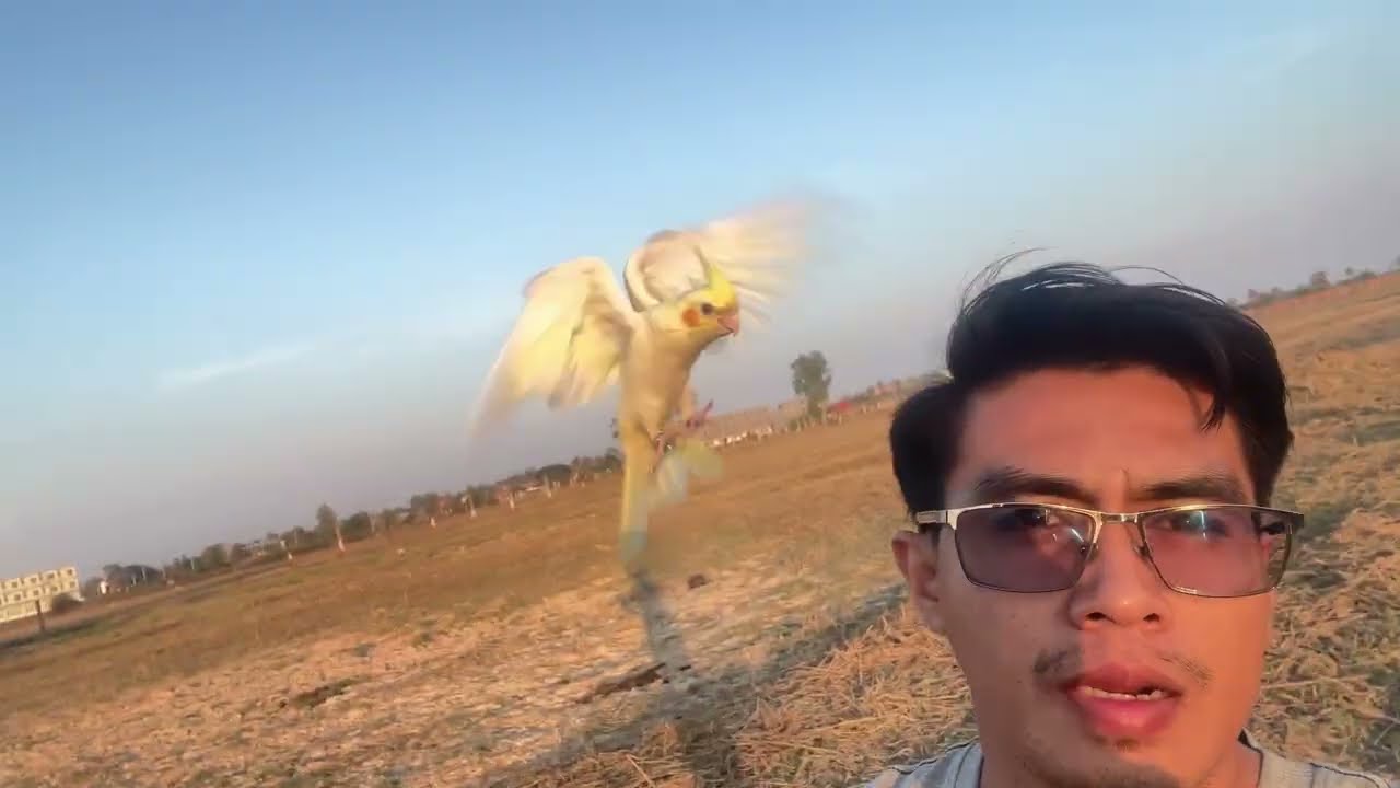 Free flight Cockatiel 🌾🕊️🦜🐥 #freeflybird #birds #cockatiel #parrot 