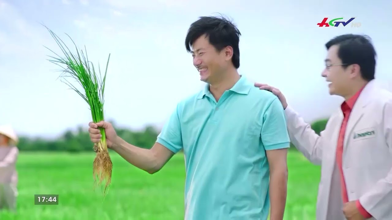 Rễ lúa bị đen, không phát triển: nguyên nhân do đâu?