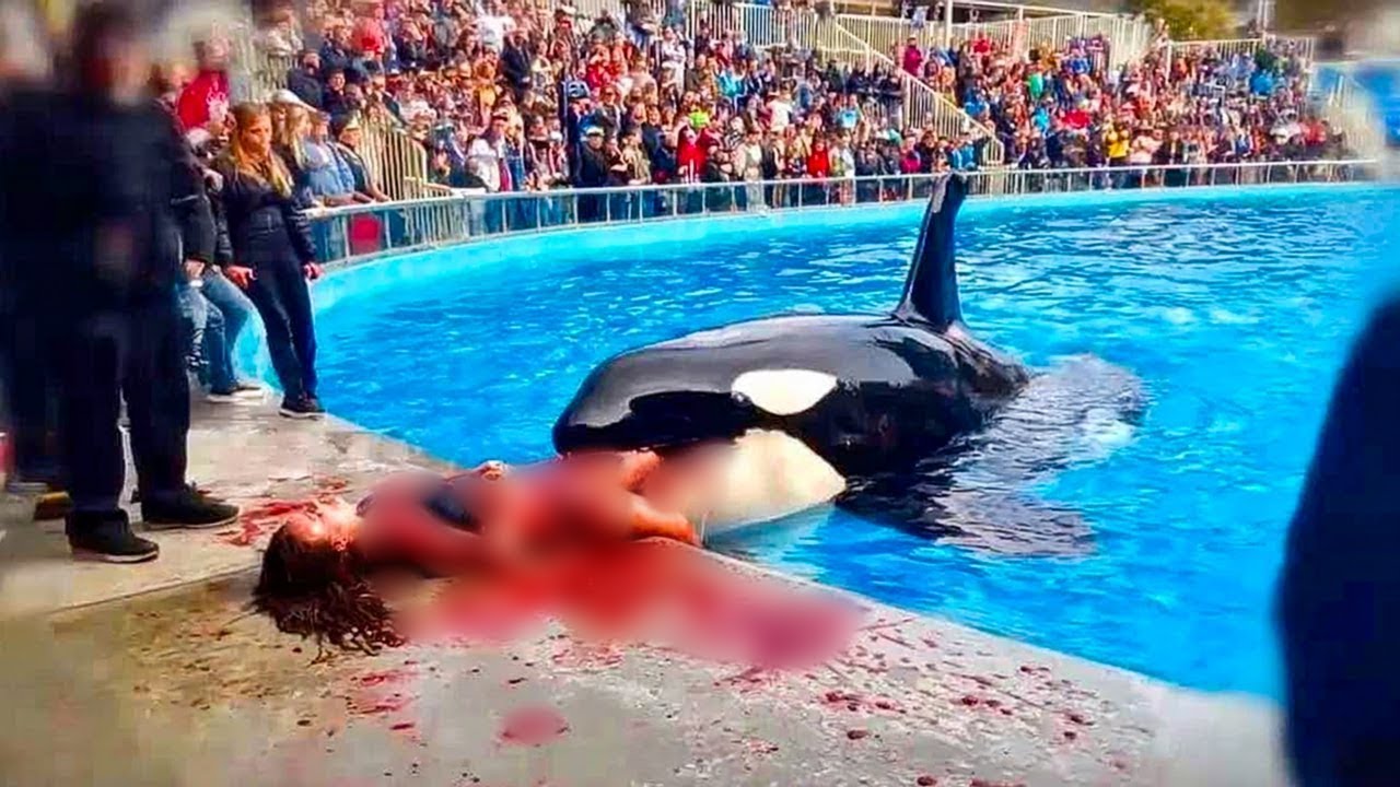 Os Momentos Finais Aterrorizantes Da Treinadora De Orcas Elise Moreau