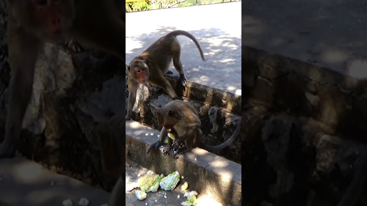 Monkey need food