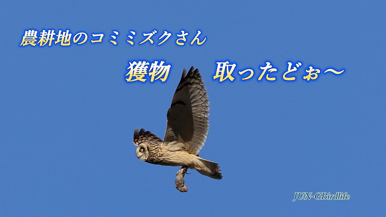 農耕地のコミミズクさん　獲物 取ったどぉ～